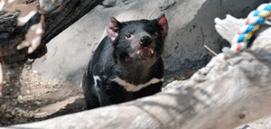 Matan demonio de Tasmania en zoo de Nuevo México
