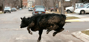 Policía mata a vaca que escapó del matadero en Idaho