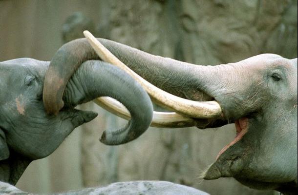 Tailandia decomisa cifra récord de colmillos de elefante