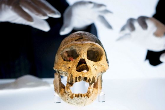 Primer asesinato demostrado de la historia tiene 430.000 años