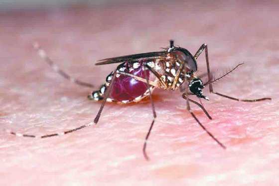 Confirman la presencia del virus del Zika en Haití