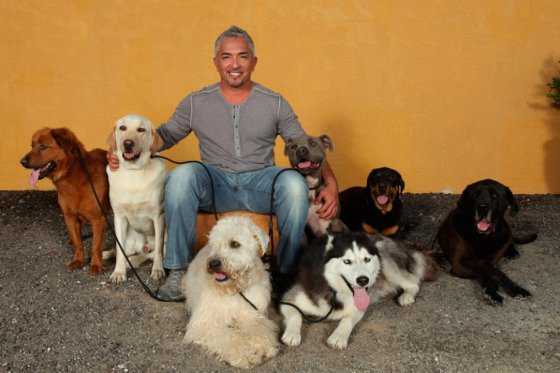 Por crueldad animal investigan en EE.UU. a César Millán, ‘el encantador de perros’