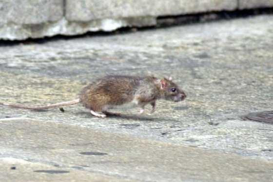 Ratas: una plaga que se toma Nueva York