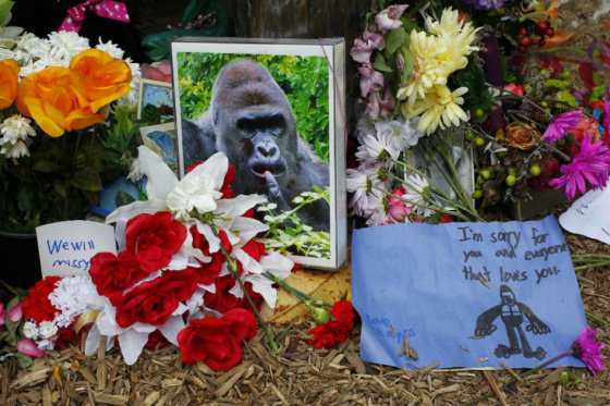 Madre de niño que cayó a foso de gorila en un zoológico no enfrentará cargos penales