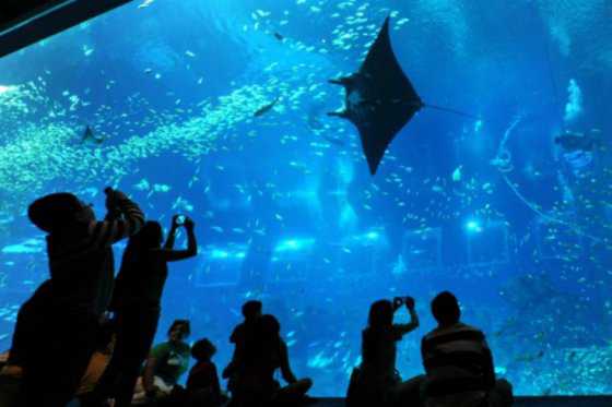 Inauguran en Río de Janeiro el acuario más grande de América Latina