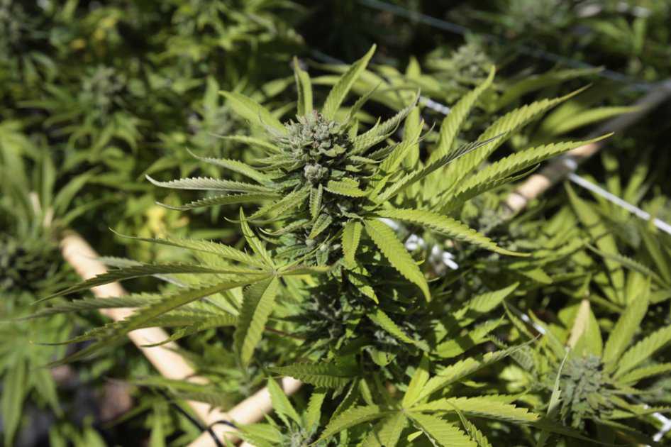 El plan de Canadá para legalizar el cannabis con fines recreativos