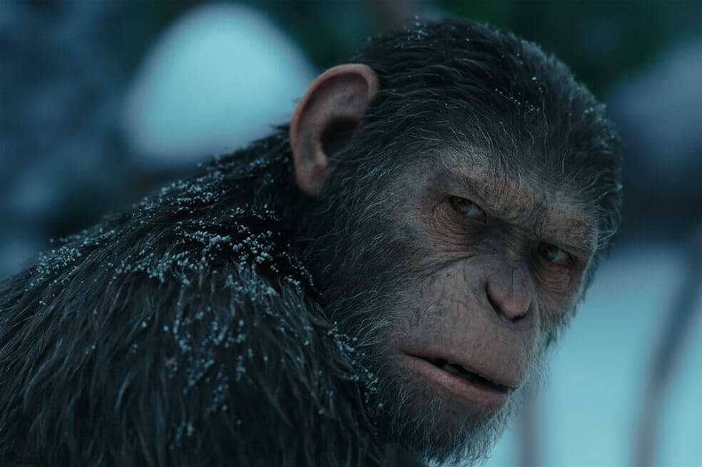 Disney trabaja en una nueva película de «El planeta de los simios»