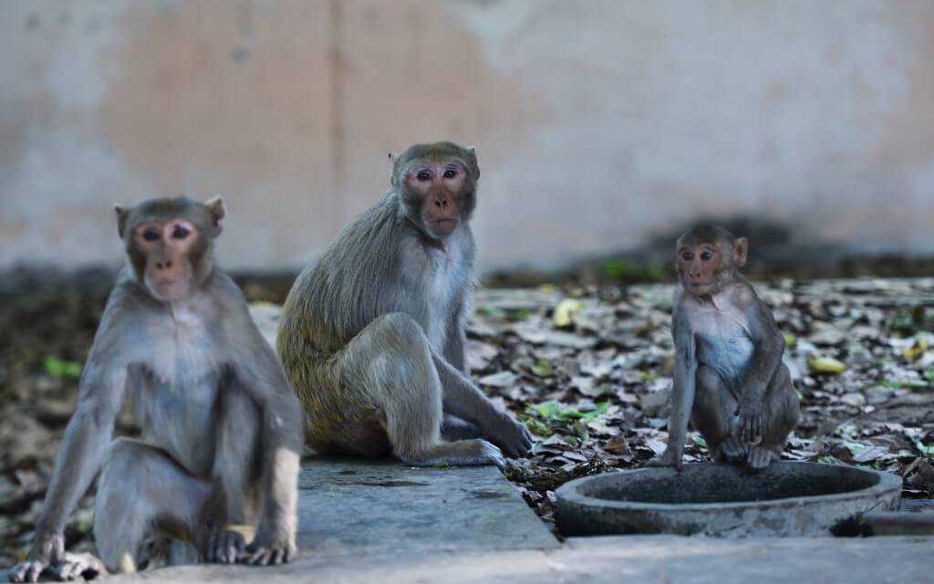 Los animales se apropian de las calles de la India en plena cuarentena por el coronavirus