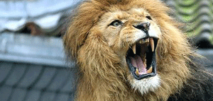 León mata a voluntaria en un zoológico de California