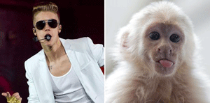 Justin Bieber tiene cuatro semanas para recoger su mono