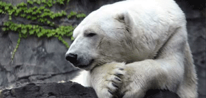 Muere el oso polar del zoológico del Central Park