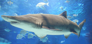 Tiburón ataca a niño de 8 años en playa de Florida