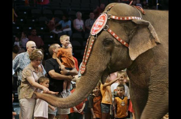 Empresarios de circo evalúan sacrificar animales