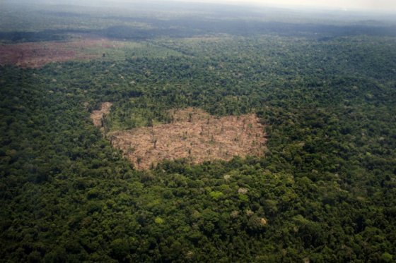 Deforestación amenaza la mitad de especies en la Amazonía