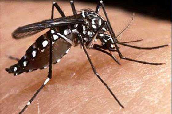 Mosquito aedes, enemigo publico número uno de Paraguay