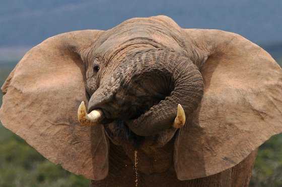 Elefantes africanos siguen disminuyendo por la caza furtiva