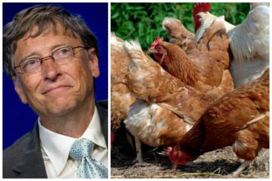 Gobierno boliviano indignado con propuesta de Bill Gates de donar gallinas