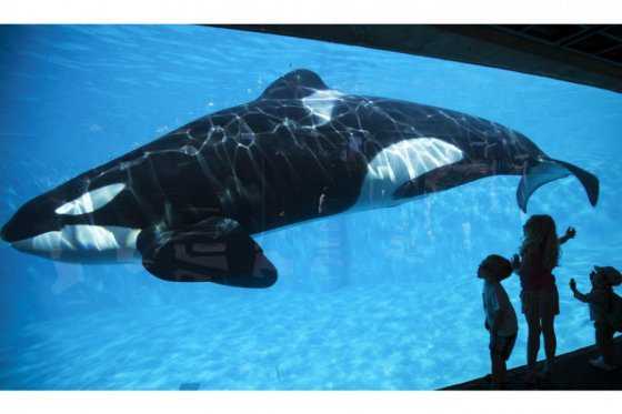 California prohíbe cría y espectáculos de orcas en cautiverio