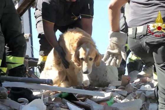 La increíble historia de Romeo, el perro que se convirtió en el último sobreviviente del sismo en Italia
