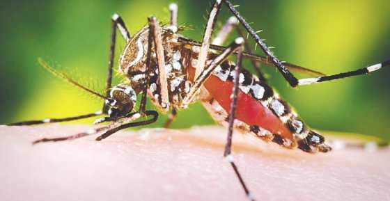 Alarma en Bolivia por 13 casos de microcefalia producidos por zika