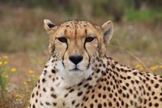 Movilización para salvar al guepardo que está al borde de la extinción