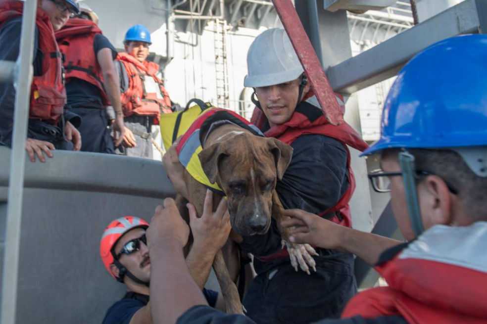 Tras cinco meses perdidas en altamar con sus perros, dos mujeres fueron rescatadas