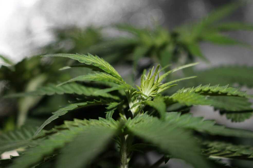 Washington está pensando en legalizar el uso recreativo de la marihuana