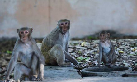 Los animales se apropian de las calles de la India en plena cuarentena por el coronavirus